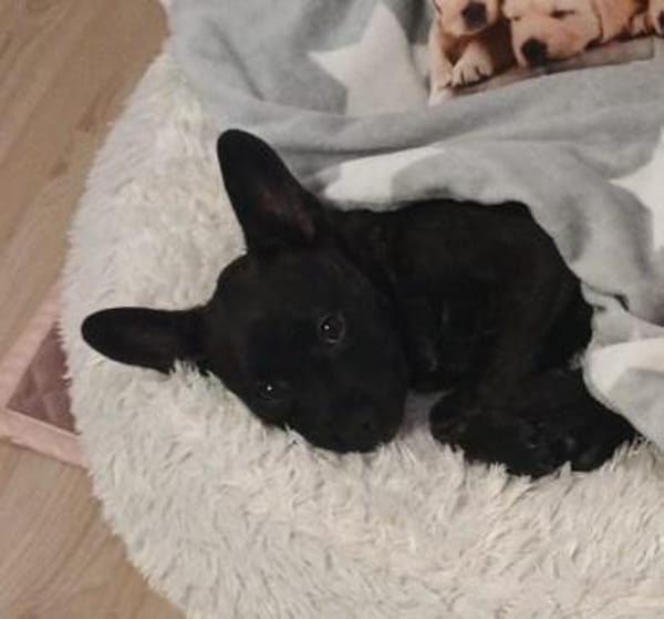 Die kleine Peaches sucht ihr Zuhause