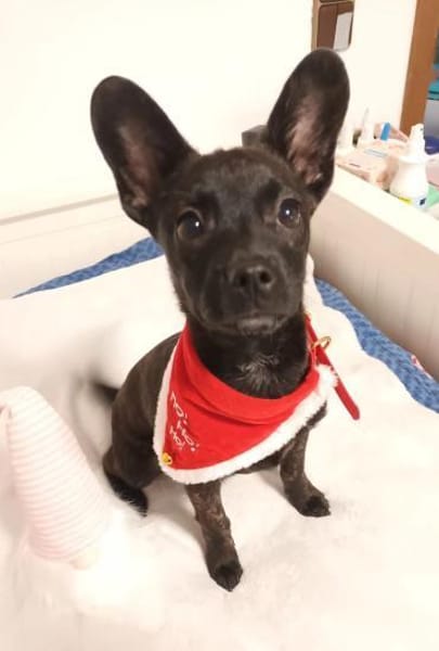 Die kleine Peaches sucht ihr Zuhause