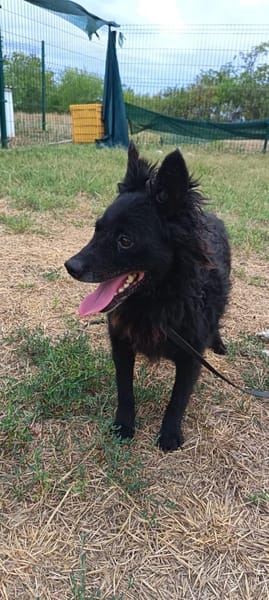 Liebenswerte Dama sucht euch