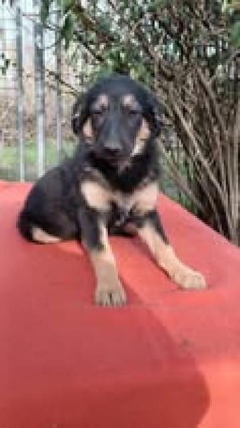 Jano sucht sein großes Glück