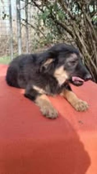 Jano sucht sein großes Glück