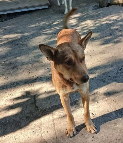 Dongo irrte einfach herum