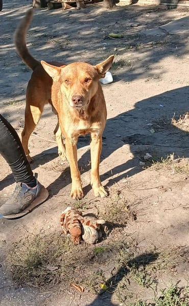 Dongo irrte einfach herum