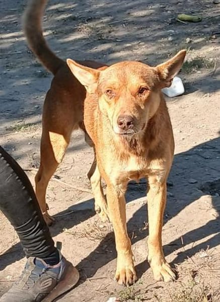 Dongo irrte einfach herum