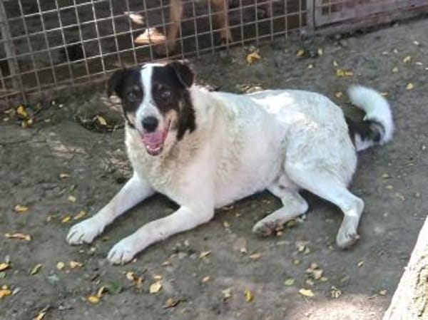 Ruhiger lieber, Körte sucht Familie