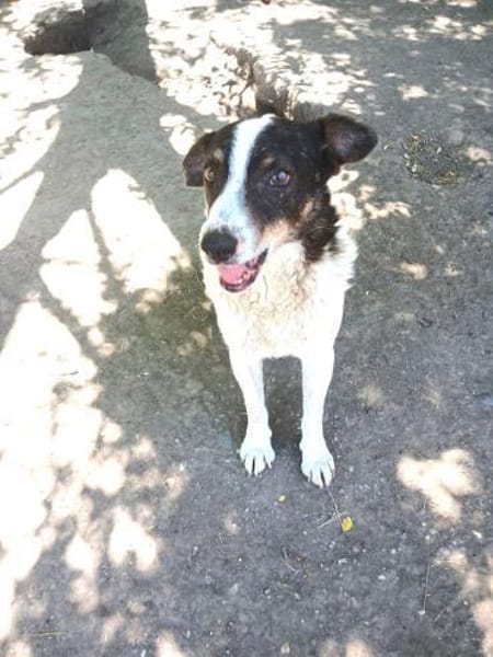 Ruhiger lieber, Körte sucht Familie