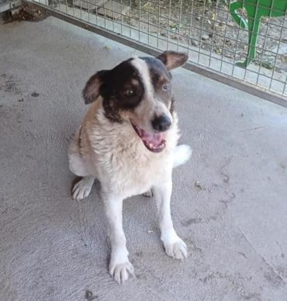 Ruhiger lieber, Körte sucht Familie