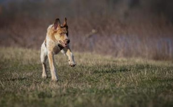 Alisa sucht Menschen mit großem Herz