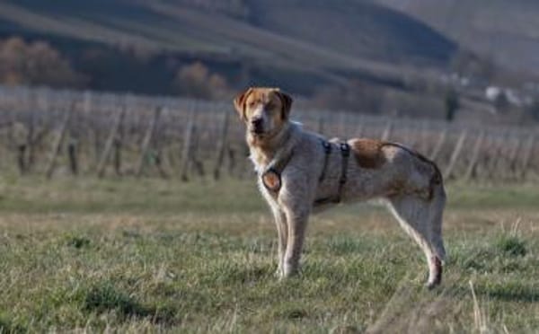 Alisa sucht Menschen mit großem Herz