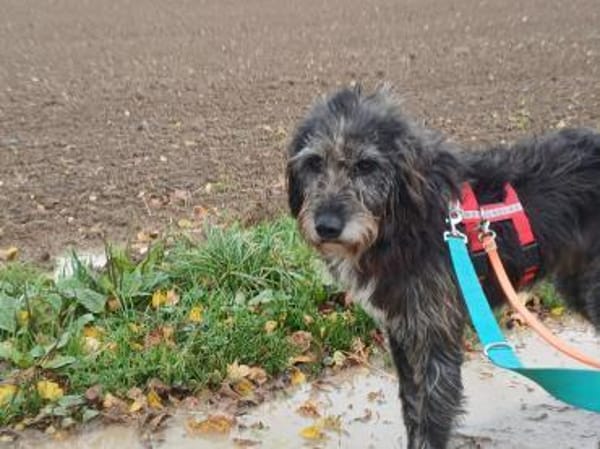 Hündin Bessy sucht ein Für-Immer-Zuhause