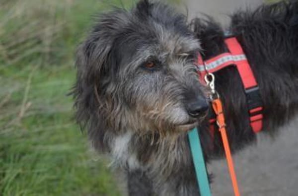 Hündin Bessy sucht ein Für-Immer-Zuhause