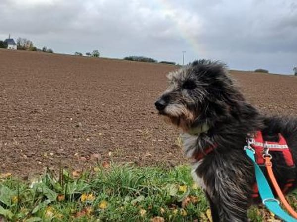 Hündin Bessy sucht ein Für-Immer-Zuhause