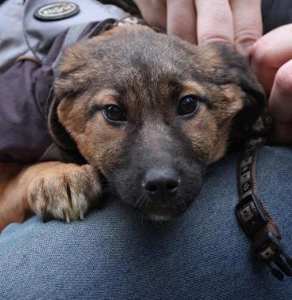 Darf ich vorstellen Prinzessin Sembra