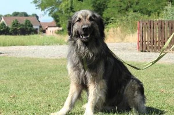 Nero Herdi-Mix sucht erfahrene Menschen