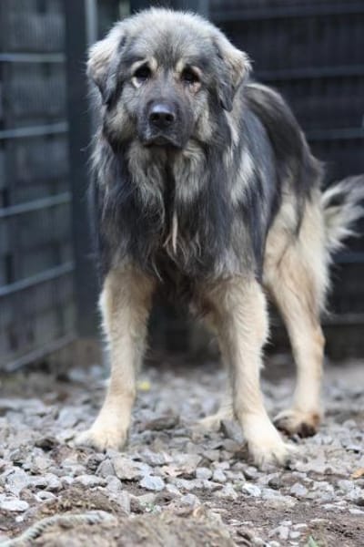 Nero Herdi-Mix sucht erfahrene Menschen