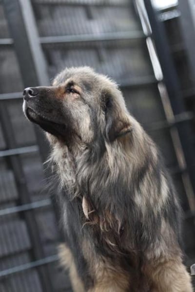 Nero Herdi-Mix sucht erfahrene Menschen