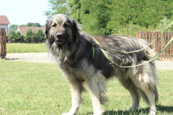 Nero Herdi-Mix sucht erfahrene Menschen