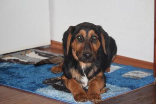 Kimbo möchte sein Herz verschenken...