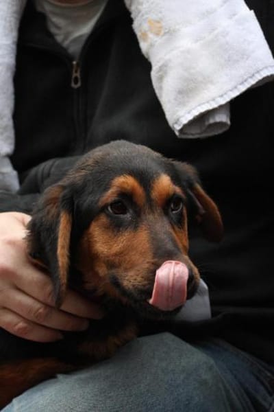 Kimbo möchte sein Herz verschenken...