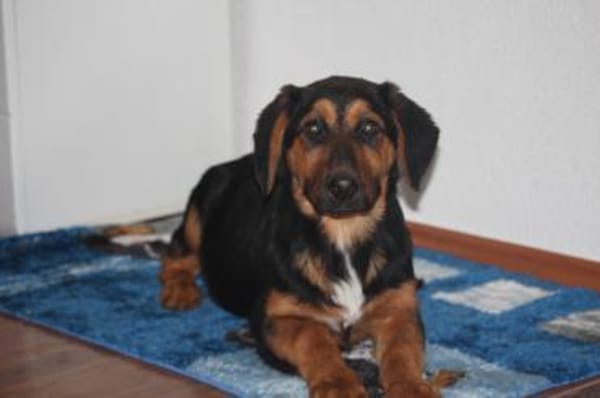 Kimbo möchte sein Herz verschenken...