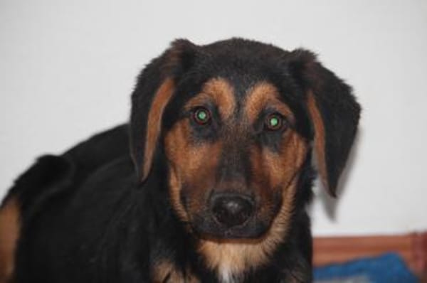 Kimbo möchte sein Herz verschenken...