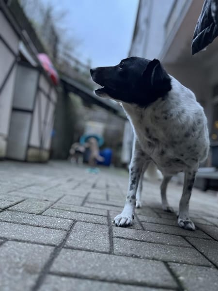 Jolie möchte endlich ankommen