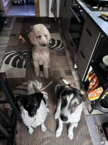 Jolie möchte endlich ankommen