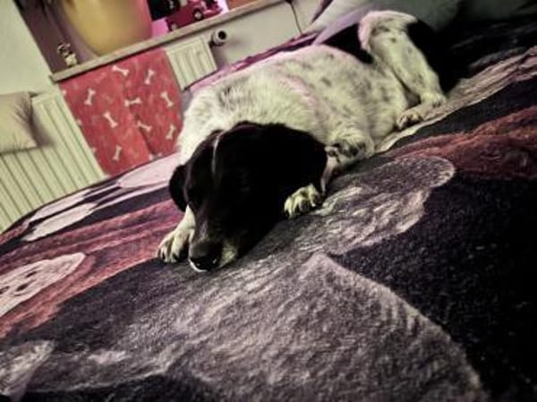 Jolie möchte endlich ankommen