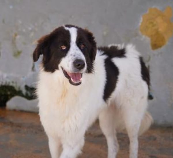 Almar auf Pflegestelle in Hessen