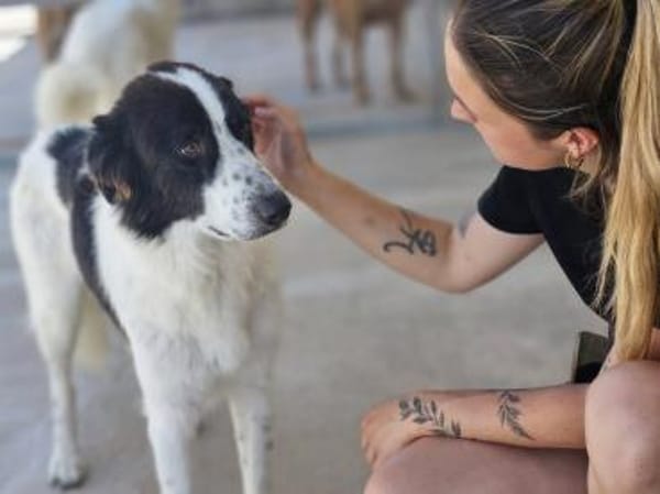 Almar auf Pflegestelle in Hessen