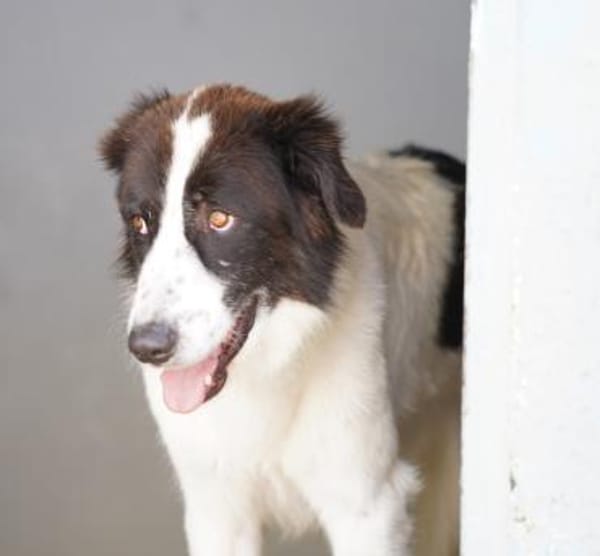 Almar auf Pflegestelle in Hessen