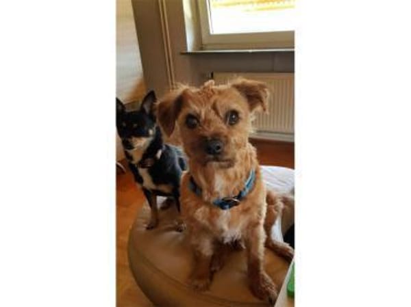 Lucky  wartet in 56379 Oberwies