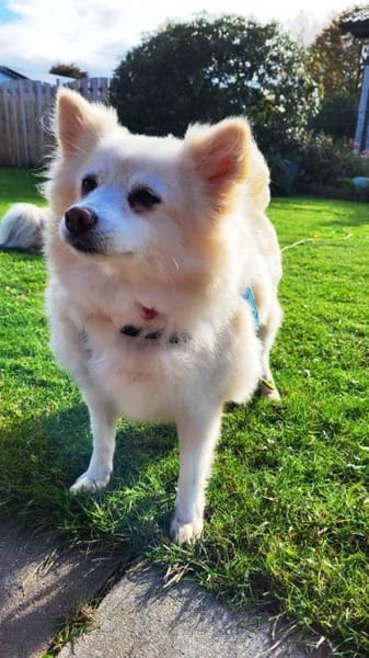 Roma sehnt sich nach Geborgenheit