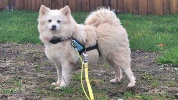 Roma sehnt sich nach Geborgenheit