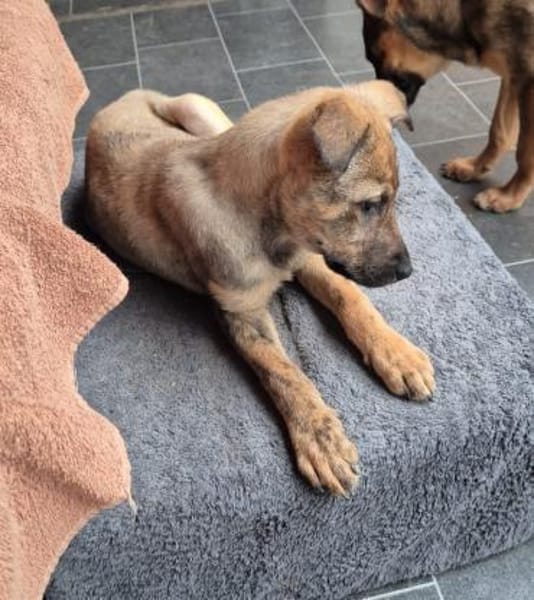 Lotte sucht ein liebevolles Zuhause