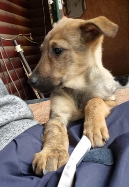 Lotte sucht ein liebevolles Zuhause