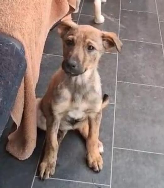 Lotte sucht ein liebevolles Zuhause