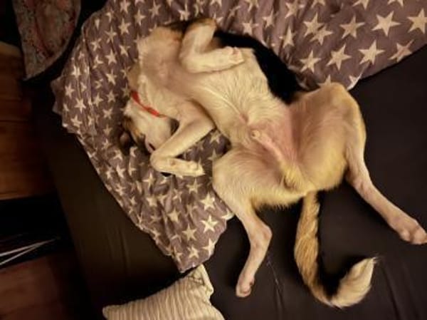 Tobi sucht seine Menschen