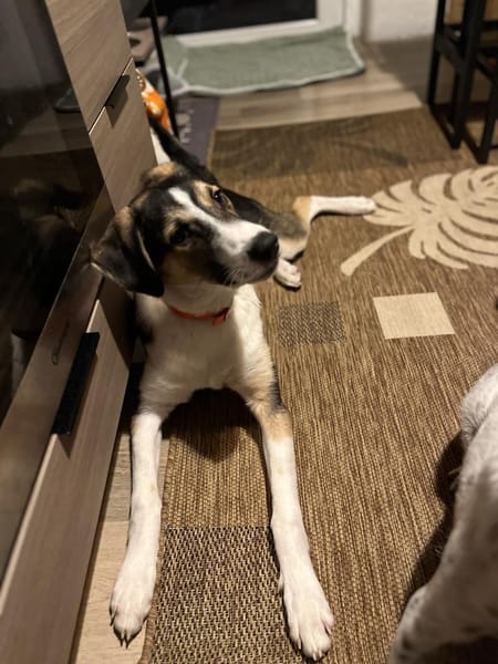 Tobi sucht seine Menschen