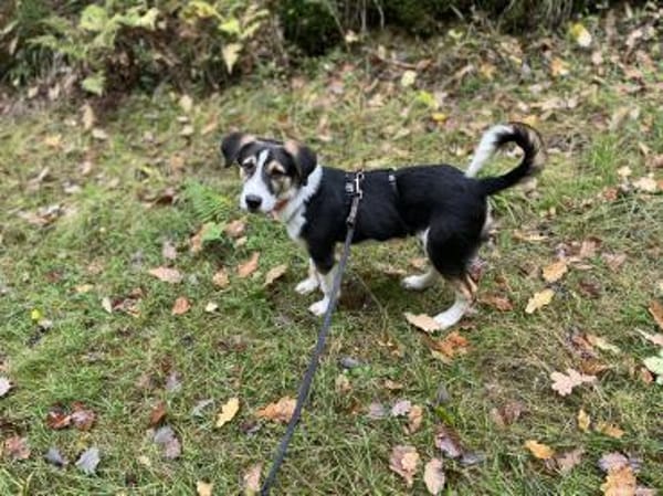 Tobi sucht seine Menschen