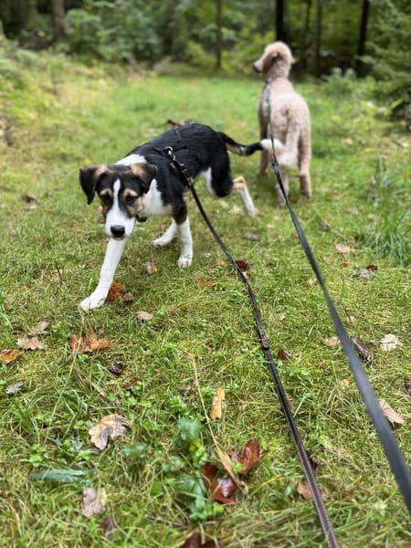 Tobi sucht seine Menschen