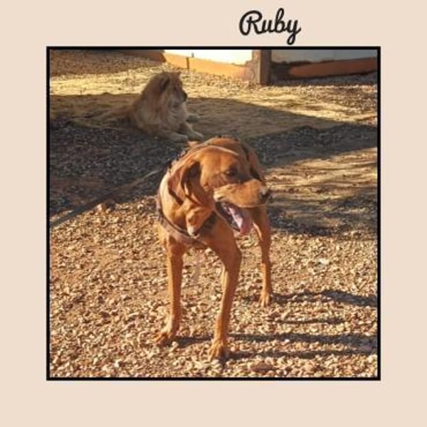 Katzenverträgliche Vizsla Mix Hündin :-)