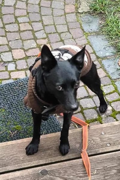 Zora in 90530 Wendelstein