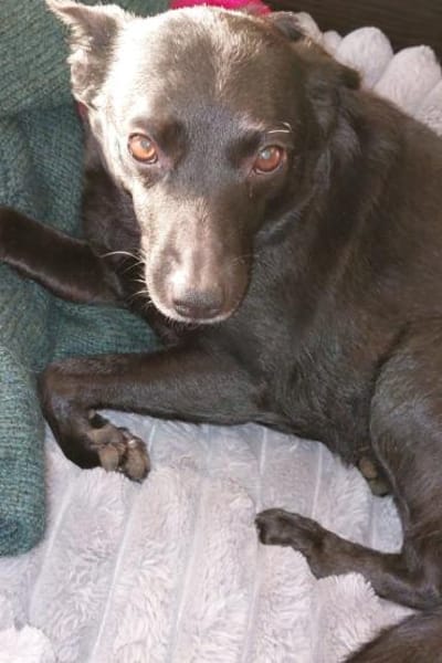 Zora in 90530 Wendelstein