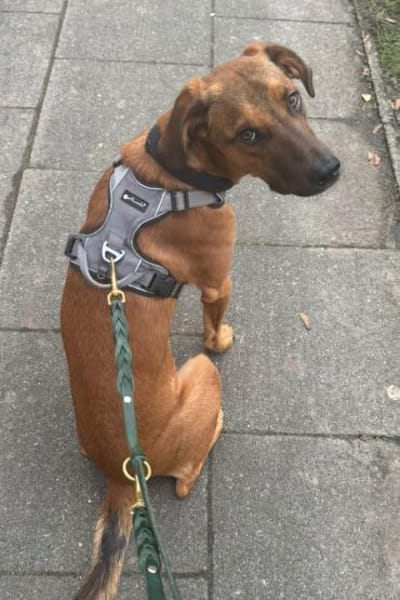 LASKOwartet in 25421 Pinneberg!