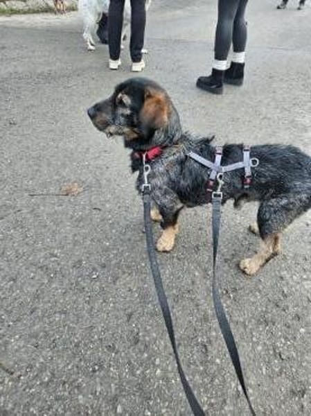 Dackelmix Moses wünscht sich ein Weihnac