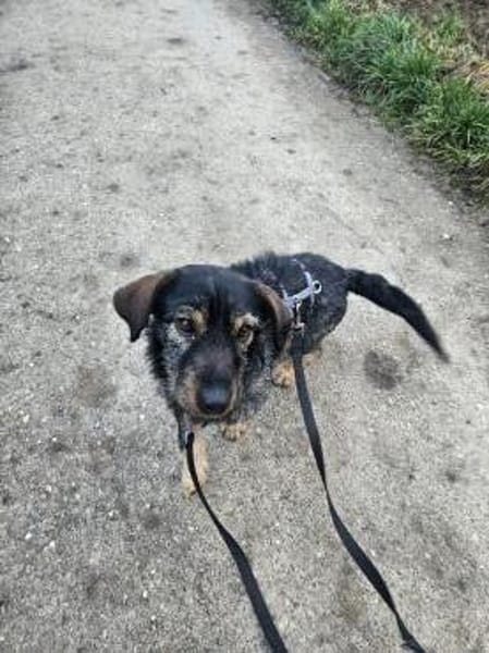 Dackelmix Moses wünscht sich ein Weihnac