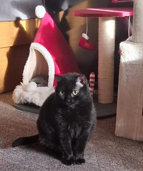 Sehr liebe, blinde Yazz !