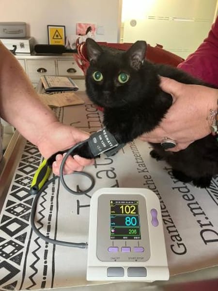 Sehr liebe, blinde Yazz !