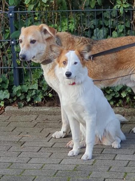 Tonya-jung, klug und regelverliebt